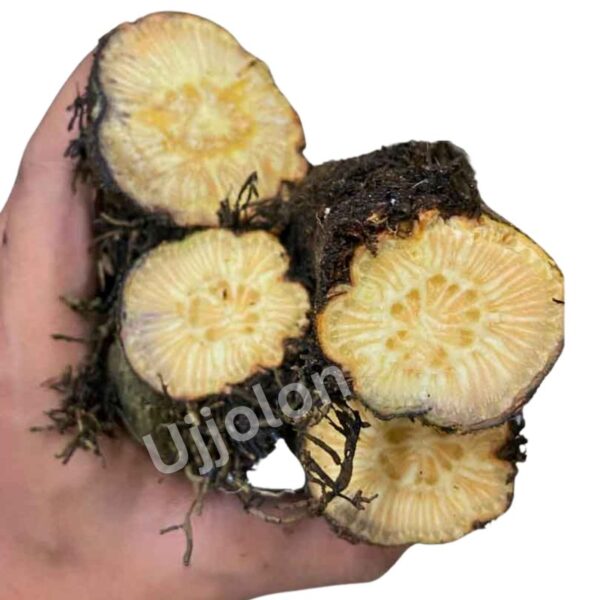 গাছ চুইঝাল!